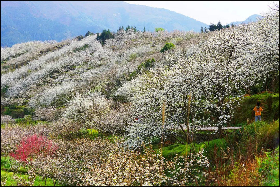 【春天，广西桂林灌阳县向您发出邀请！】我们在灌阳看梨花 - 游山玩水 - 嘉兴生活社区 - 嘉兴28生活网 jx.28life.net