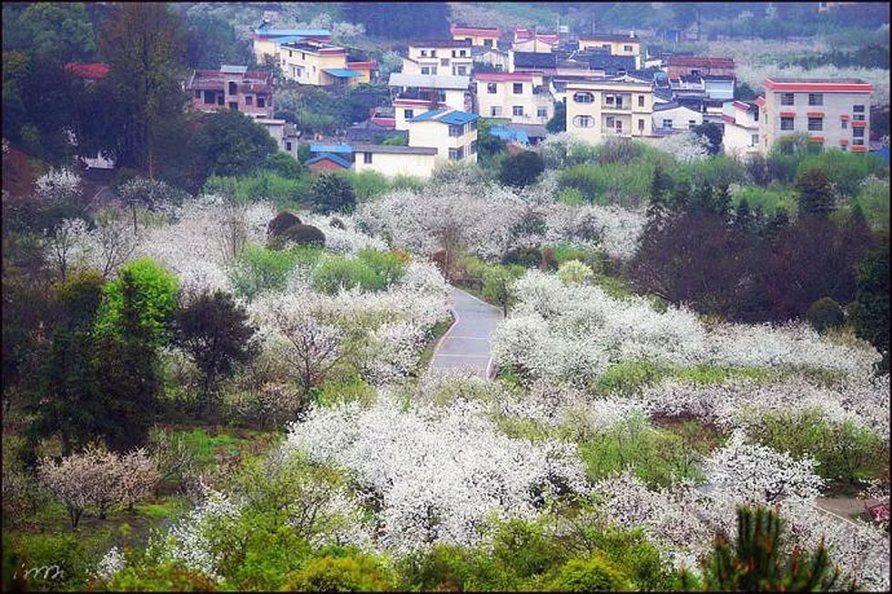 【春天，广西桂林灌阳县向您发出邀请！】我们在灌阳看梨花 - 游山玩水 - 嘉兴生活社区 - 嘉兴28生活网 jx.28life.net