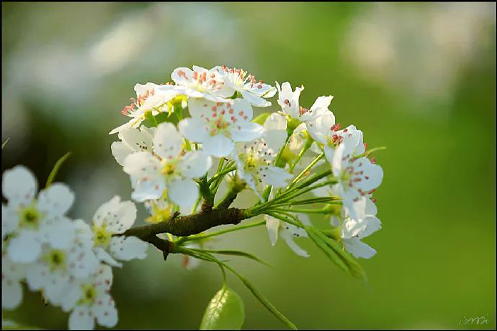 【春天，广西桂林灌阳县向您发出邀请！】我们在灌阳看梨花 - 游山玩水 - 嘉兴生活社区 - 嘉兴28生活网 jx.28life.net