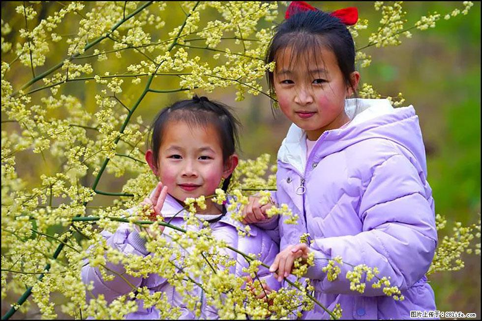 【春天，广西桂林灌阳县向您发出邀请！】米珠山前有片山苍子花在飘香 - 游山玩水 - 嘉兴生活社区 - 嘉兴28生活网 jx.28life.net