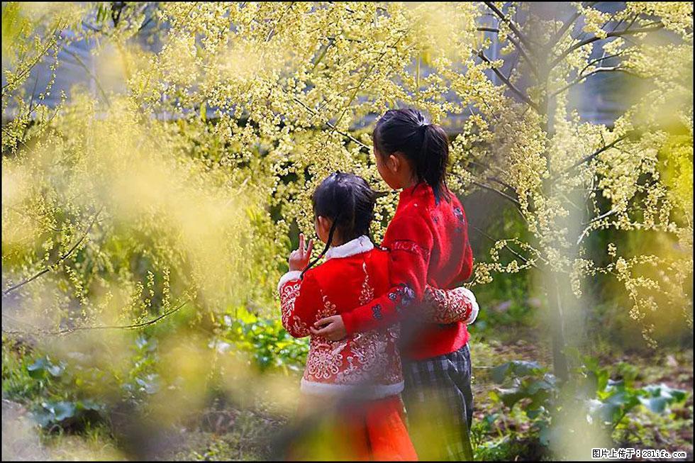 【春天，广西桂林灌阳县向您发出邀请！】米珠山前有片山苍子花在飘香 - 游山玩水 - 嘉兴生活社区 - 嘉兴28生活网 jx.28life.net