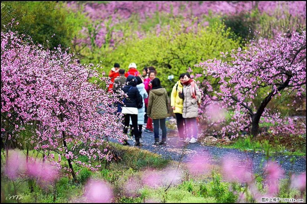 【春天，广西桂林灌阳县向您发出邀请！】官庄村有个醉美的桃花园 - 游山玩水 - 嘉兴生活社区 - 嘉兴28生活网 jx.28life.net