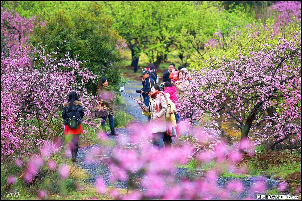 【春天，广西桂林灌阳县向您发出邀请！】官庄村有个醉美的桃花园 - 游山玩水 - 嘉兴生活社区 - 嘉兴28生活网 jx.28life.net