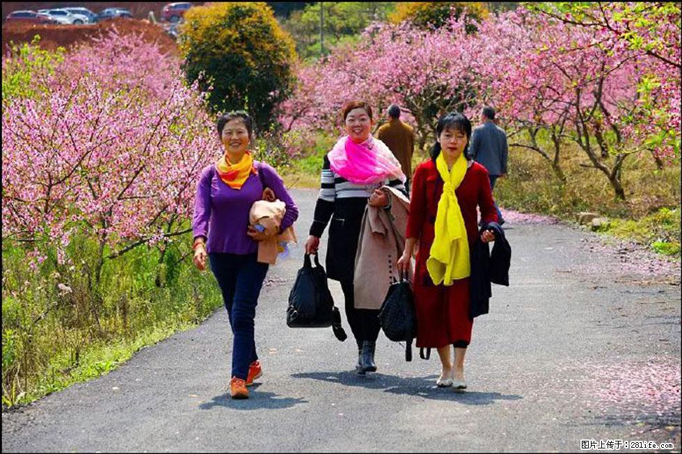 【春天，广西桂林灌阳县向您发出邀请！】官庄村有个醉美的桃花园 - 游山玩水 - 嘉兴生活社区 - 嘉兴28生活网 jx.28life.net