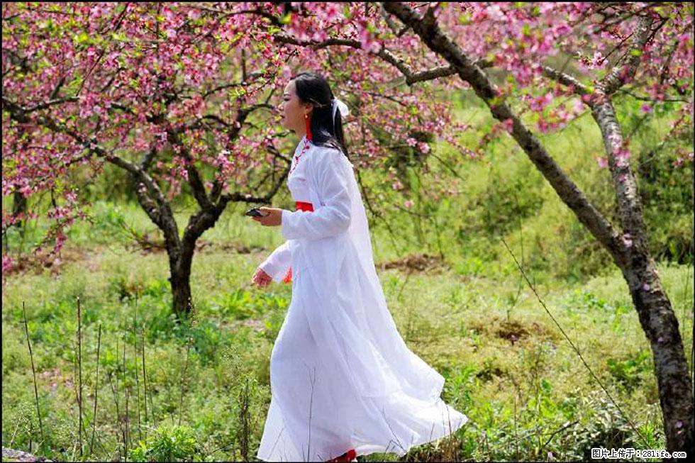 【春天，广西桂林灌阳县向您发出邀请！】官庄村有个醉美的桃花园 - 游山玩水 - 嘉兴生活社区 - 嘉兴28生活网 jx.28life.net