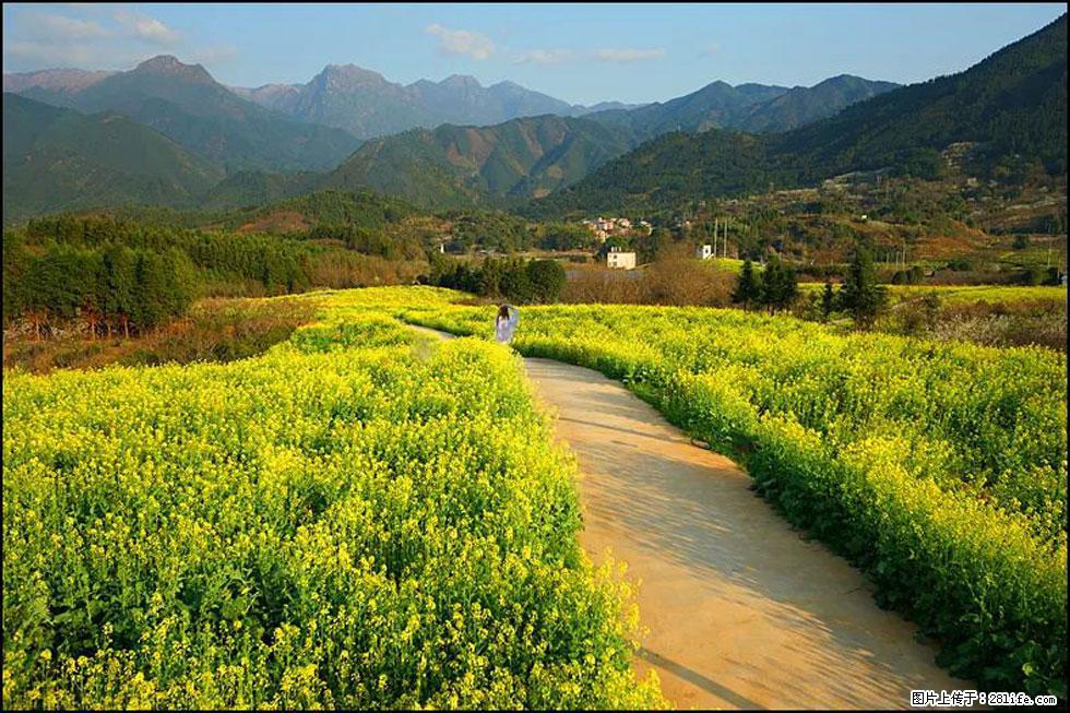 【春天，广西桂林灌阳县向您发出邀请！】长坪村油菜盛情花开 - 游山玩水 - 嘉兴生活社区 - 嘉兴28生活网 jx.28life.net