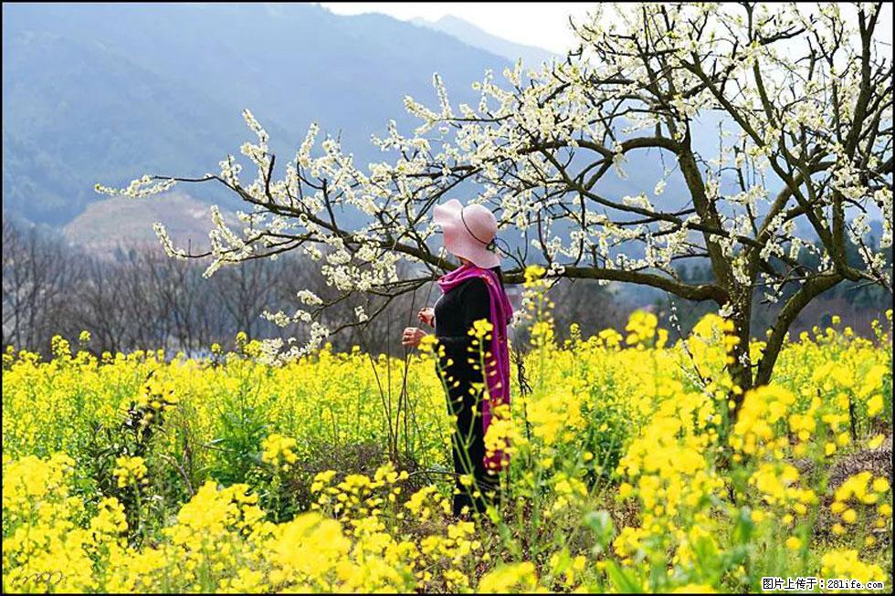【春天，广西桂林灌阳县向您发出邀请！】长坪村油菜盛情花开 - 游山玩水 - 嘉兴生活社区 - 嘉兴28生活网 jx.28life.net