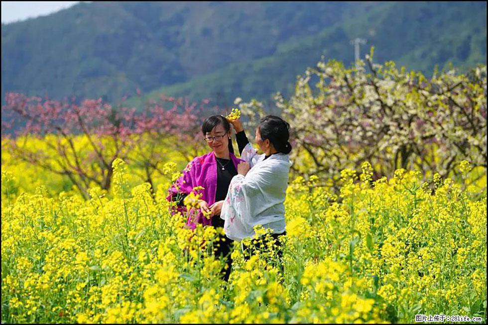 【春天，广西桂林灌阳县向您发出邀请！】长坪村油菜盛情花开 - 游山玩水 - 嘉兴生活社区 - 嘉兴28生活网 jx.28life.net