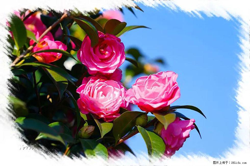 【春天，广西桂林灌阳县向您发出邀请！】杨柳井茶花惹人爱 - 游山玩水 - 嘉兴生活社区 - 嘉兴28生活网 jx.28life.net