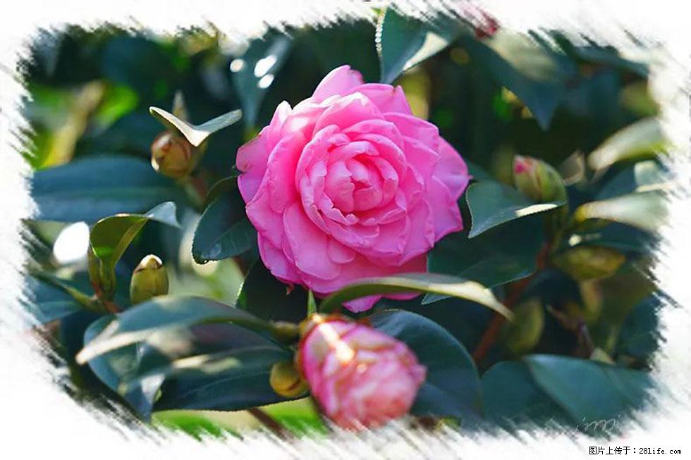 【春天，广西桂林灌阳县向您发出邀请！】杨柳井茶花惹人爱 - 游山玩水 - 嘉兴生活社区 - 嘉兴28生活网 jx.28life.net