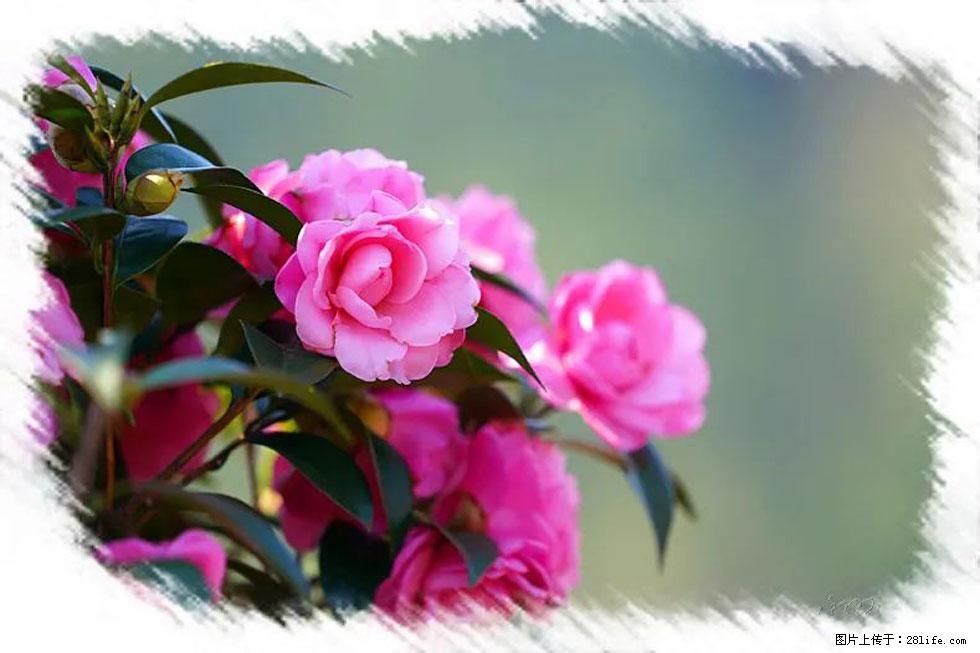 【春天，广西桂林灌阳县向您发出邀请！】杨柳井茶花惹人爱 - 游山玩水 - 嘉兴生活社区 - 嘉兴28生活网 jx.28life.net