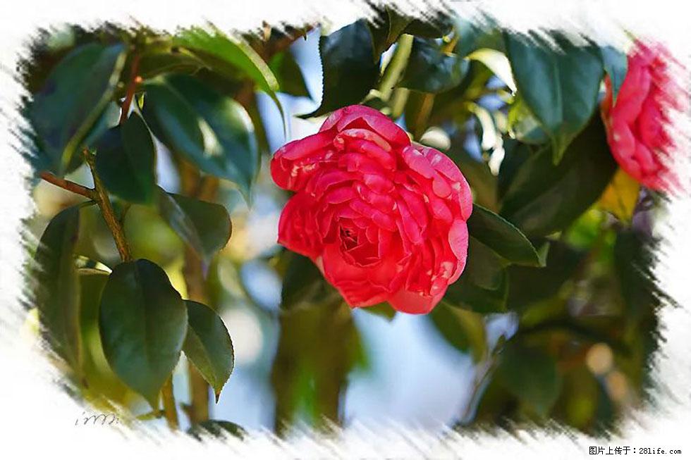 【春天，广西桂林灌阳县向您发出邀请！】杨柳井茶花惹人爱 - 游山玩水 - 嘉兴生活社区 - 嘉兴28生活网 jx.28life.net