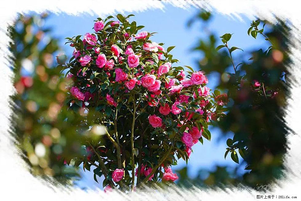 【春天，广西桂林灌阳县向您发出邀请！】杨柳井茶花惹人爱 - 游山玩水 - 嘉兴生活社区 - 嘉兴28生活网 jx.28life.net