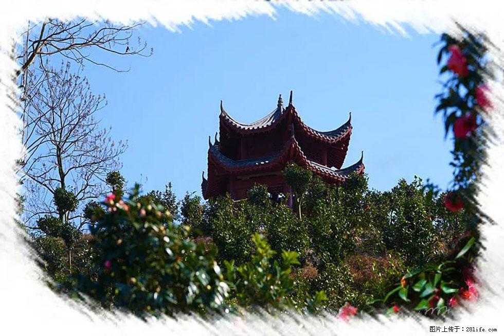 【春天，广西桂林灌阳县向您发出邀请！】杨柳井茶花惹人爱 - 游山玩水 - 嘉兴生活社区 - 嘉兴28生活网 jx.28life.net