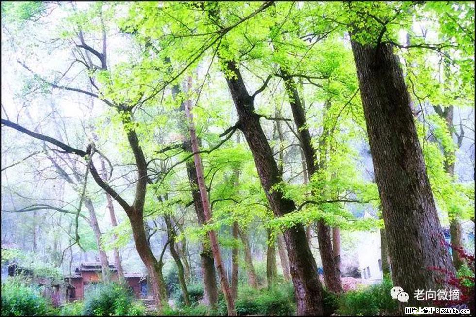 【春天，广西桂林灌阳县向您发出邀请！】在小龙村与春天约会 - 游山玩水 - 嘉兴生活社区 - 嘉兴28生活网 jx.28life.net