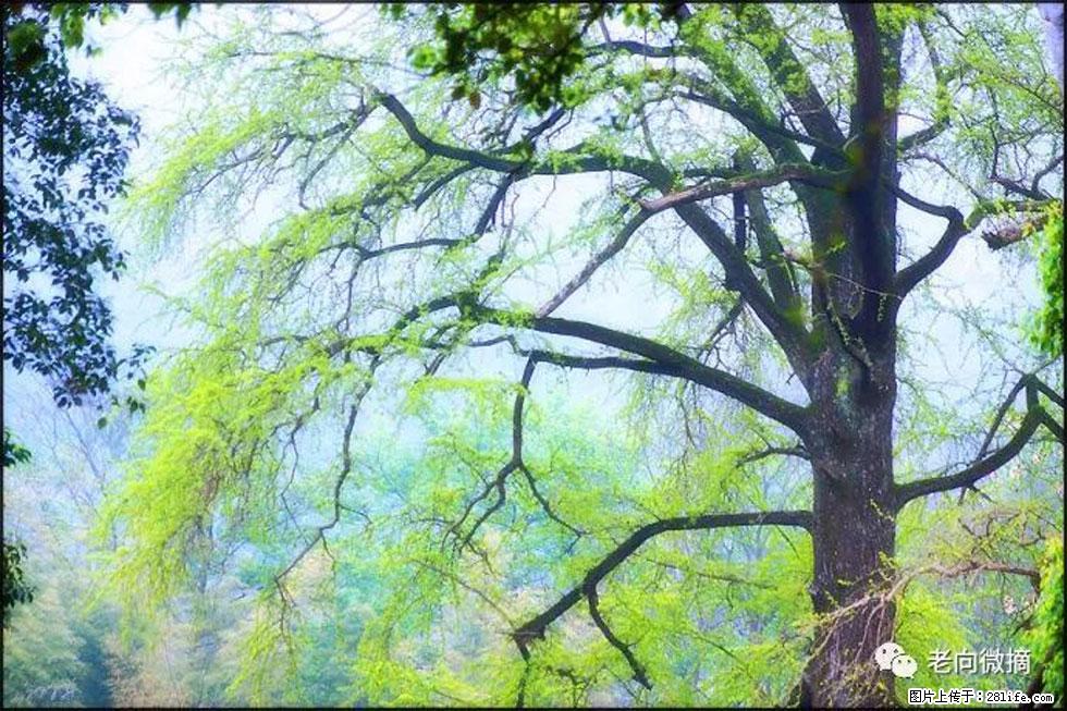 【春天，广西桂林灌阳县向您发出邀请！】在小龙村与春天约会 - 游山玩水 - 嘉兴生活社区 - 嘉兴28生活网 jx.28life.net