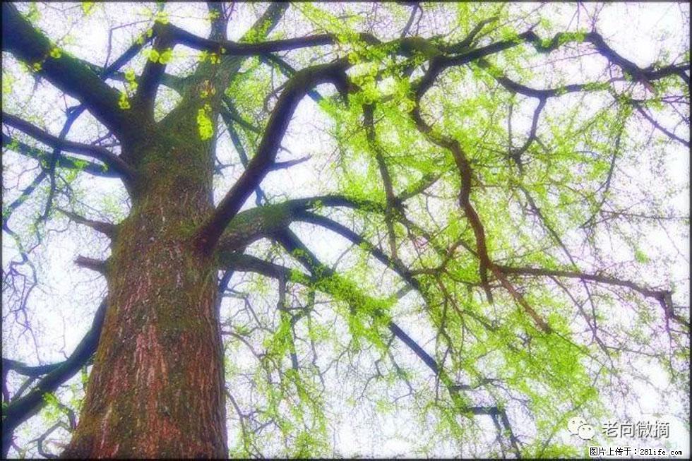 【春天，广西桂林灌阳县向您发出邀请！】在小龙村与春天约会 - 游山玩水 - 嘉兴生活社区 - 嘉兴28生活网 jx.28life.net