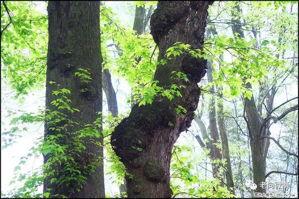 【春天，广西桂林灌阳县向您发出邀请！】在小龙村与春天约会 - 游山玩水 - 嘉兴生活社区 - 嘉兴28生活网 jx.28life.net
