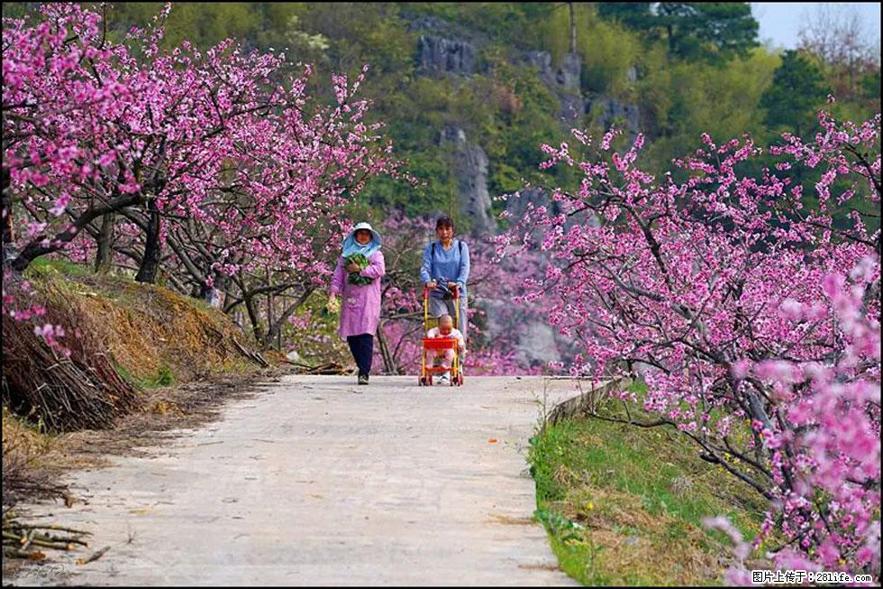 【春天，广西桂林灌阳县向您发出邀请！】望月岭上桃花开 - 游山玩水 - 嘉兴生活社区 - 嘉兴28生活网 jx.28life.net
