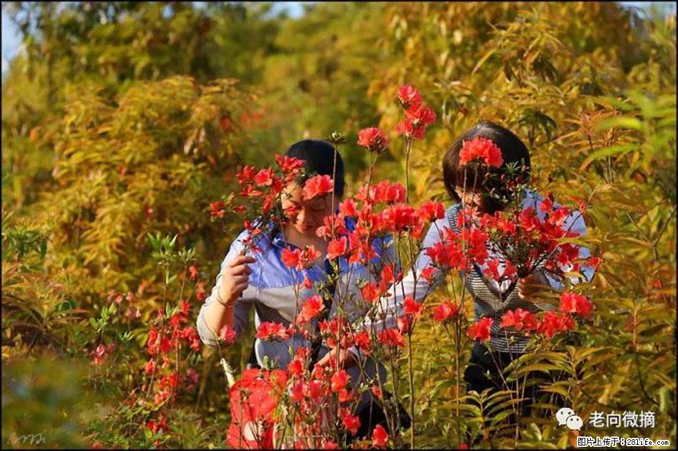 【春天，广西桂林灌阳县向您发出邀请！】登麒麟山，相约映山红 - 游山玩水 - 嘉兴生活社区 - 嘉兴28生活网 jx.28life.net