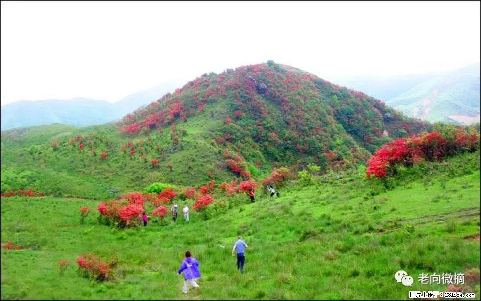 【春天，广西桂林灌阳县向您发出邀请！】宝盖山上映山红 - 游山玩水 - 嘉兴生活社区 - 嘉兴28生活网 jx.28life.net