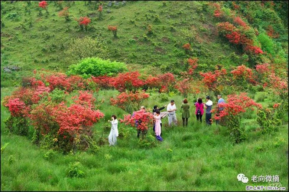 【春天，广西桂林灌阳县向您发出邀请！】宝盖山上映山红 - 游山玩水 - 嘉兴生活社区 - 嘉兴28生活网 jx.28life.net
