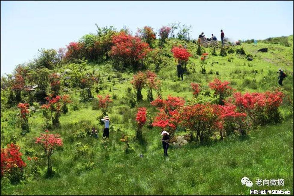 【春天，广西桂林灌阳县向您发出邀请！】宝盖山上映山红 - 游山玩水 - 嘉兴生活社区 - 嘉兴28生活网 jx.28life.net