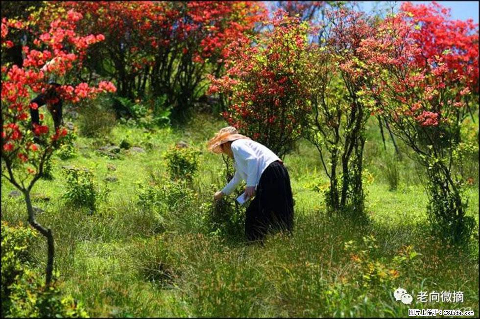 【春天，广西桂林灌阳县向您发出邀请！】宝盖山上映山红 - 游山玩水 - 嘉兴生活社区 - 嘉兴28生活网 jx.28life.net