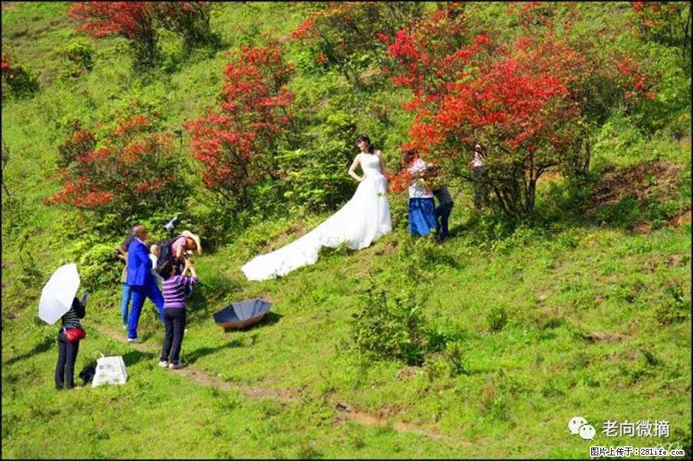 【春天，广西桂林灌阳县向您发出邀请！】宝盖山上映山红 - 游山玩水 - 嘉兴生活社区 - 嘉兴28生活网 jx.28life.net