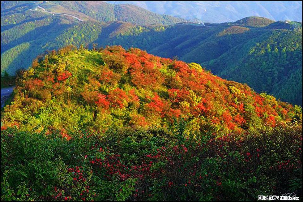 【春天，广西桂林灌阳县向您发出邀请！】春木界上映山红 - 游山玩水 - 嘉兴生活社区 - 嘉兴28生活网 jx.28life.net