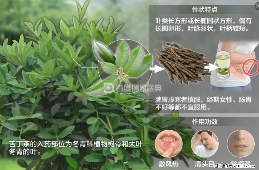苦丁茶有哪些功效和作用 - 生活百科 - 嘉兴生活社区 - 嘉兴28生活网 jx.28life.net