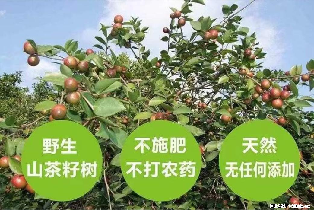 【灌阳县油茶产业示范区】一个有着充实的精神生活的人，对待身外之物自会有一种淡泊的态度 - 土特产 - 饮食特产 - 嘉兴分类信息 - 嘉兴28生活网 jx.28life.net