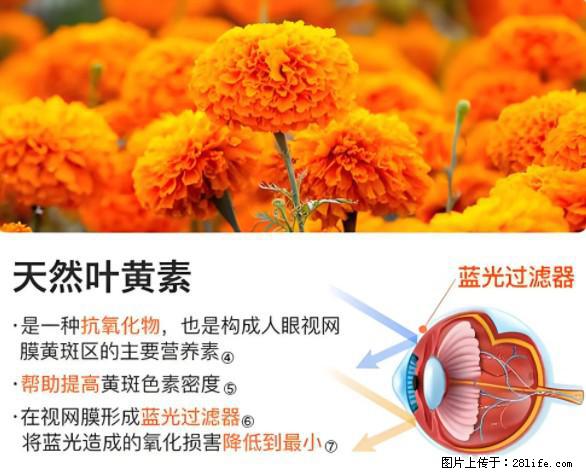 叶黄素有什么功效和作用 - 生活百科 - 嘉兴生活社区 - 嘉兴28生活网 jx.28life.net