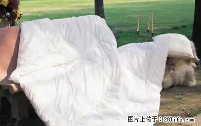 被子有异味？只要这样做，比晒太阳还强100倍！ - 家居生活 - 嘉兴生活社区 - 嘉兴28生活网 jx.28life.net