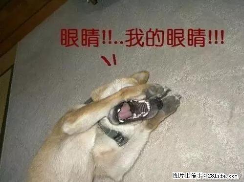 笑癫了！一女的怀孕三年未生，他终于忍不住了... - 娱乐八卦 - 嘉兴生活社区 - 嘉兴28生活网 jx.28life.net