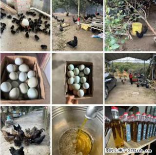 油茶园从小鸡仔开始养起的纯土鸡、土鸡蛋可以预定啦！还有前几天刚榨的纯山茶油哦 - 嘉兴28生活网 jx.28life.net