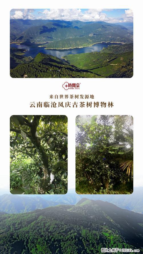 时间果百年古树2025年春红茶 - 购物交流 - 嘉兴生活社区 - 嘉兴28生活网 jx.28life.net