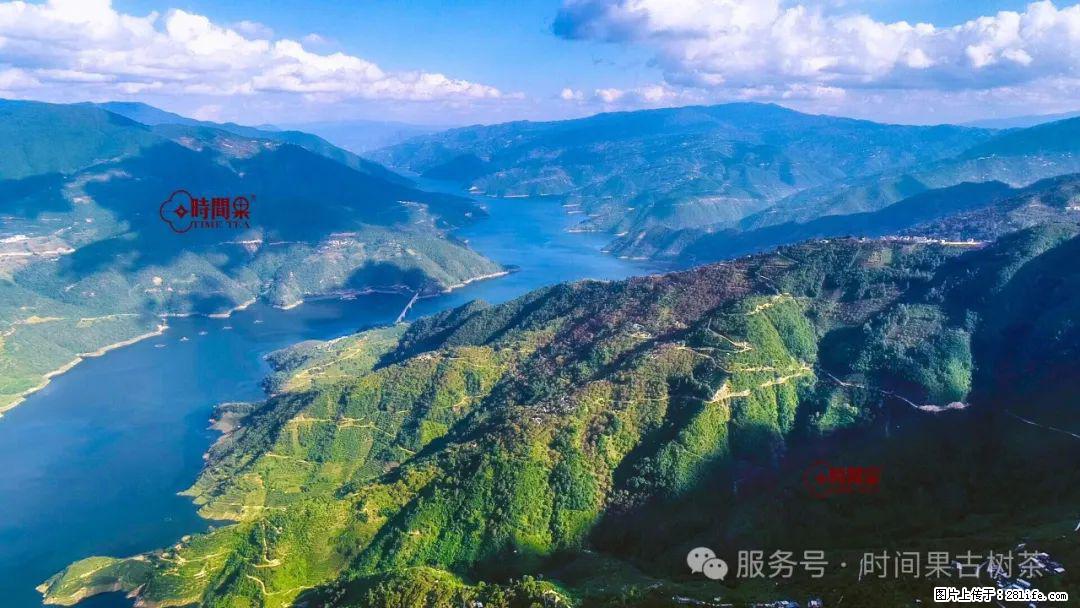 时间果百年古树龙珠普洱生茶 - 购物交流 - 嘉兴生活社区 - 嘉兴28生活网 jx.28life.net