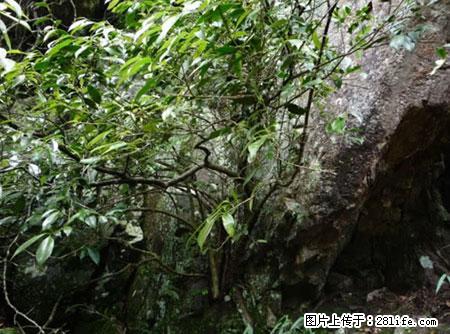 平乐石崖茶，珍贵仅次于金花茶 - 嘉兴生活资讯 - 嘉兴28生活网 jx.28life.net