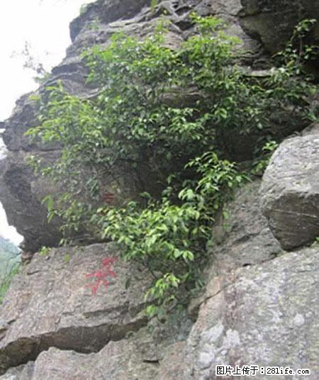 平乐石崖茶，珍贵仅次于金花茶 - 嘉兴生活资讯 - 嘉兴28生活网 jx.28life.net