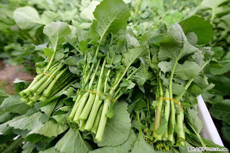 这些蔬菜是“天然钙片”，这6种被医生重点推荐 - 嘉兴生活资讯 - 嘉兴28生活网 jx.28life.net